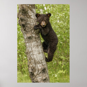 Schwarzer Bärenjunge im Baum Poster