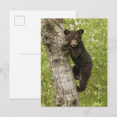 Schwarzer Bärenjunge im Baum Postkarte (Vorne/Hinten)