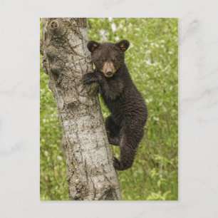 Schwarzer Bärenjunge im Baum Postkarte