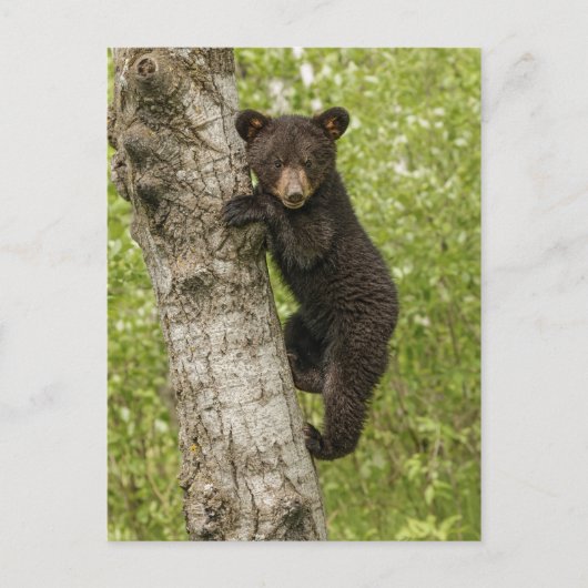 Schwarzer Bärenjunge im Baum Postkarte (Vorderseite)
