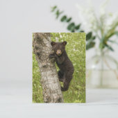 Schwarzer Bärenjunge im Baum Postkarte (Stehend Vorderseite)
