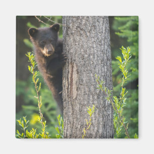 Schwarzer Bärenjunge im Frühling Magnet