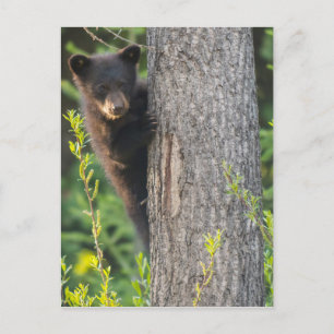 Schwarzer Bärenjunge im Frühling Postkarte