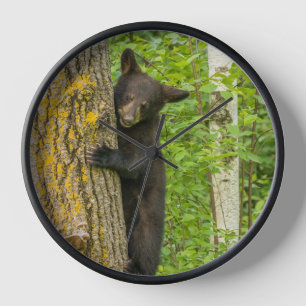 Schwarzer Bärenjunge Minnesota Uhr