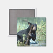 Schwarzer Bärenkub in der Sumpflandschaft Magnet (Vorderseite/Rückseite)