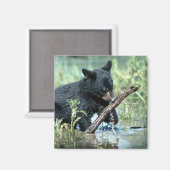 Schwarzer Bärenkub in der Sumpflandschaft Magnet (Vorderseite/Rückseite)