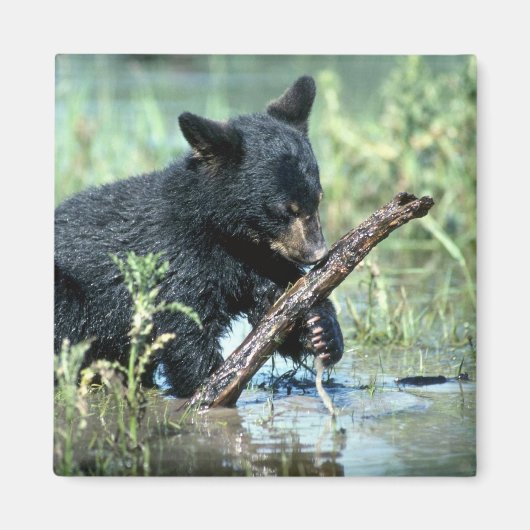 Schwarzer Bärenkub in der Sumpflandschaft Magnet (Vorne)