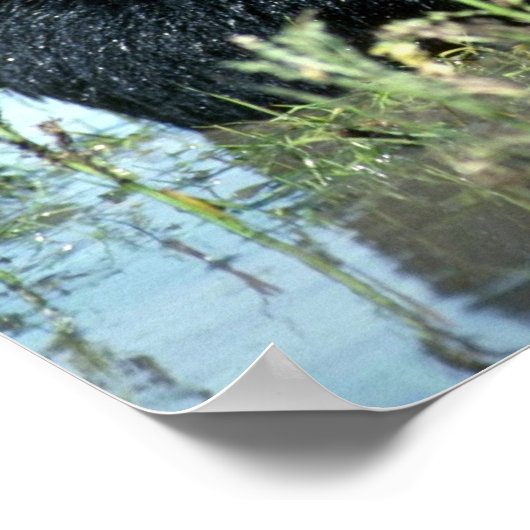 Schwarzer Bärenkub in der Sumpflandschaft Poster (Ecke)