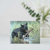Schwarzer Bärenkub in der Sumpflandschaft Postkarte (Stehend Vorderseite)