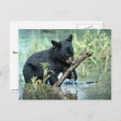 Schwarzer Bärenkub in der Sumpflandschaft Postkarte (Vorne/Hinten)