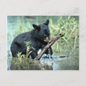 Schwarzer Bärenkub in der Sumpflandschaft Postkarte (Vorderseite)