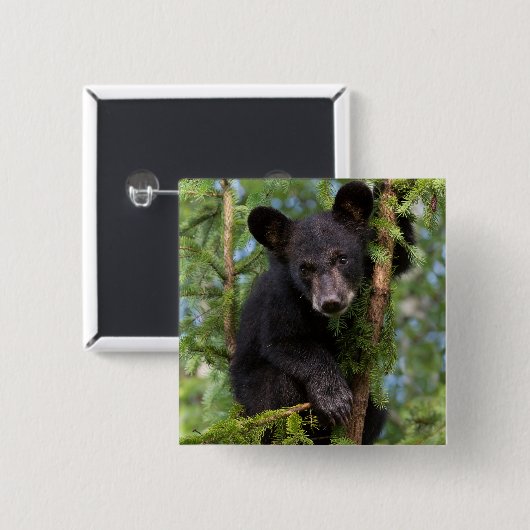 Schwarzer Bärenkub spielt in Bäumen Button (Vorne & Hinten)
