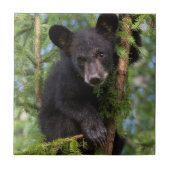 Schwarzer Bärenkub spielt in Bäumen Fliese (Vorderseite)