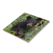 Schwarzer Bärenkub spielt in Bäumen Fliese (Seite)