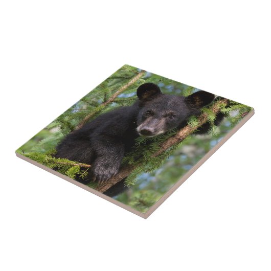 Schwarzer Bärenkub spielt in Bäumen Fliese (Seite)