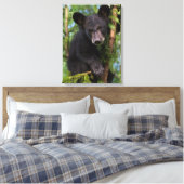 Schwarzer Bärenkub spielt in Bäumen Leinwanddruck (Insitu (Schlafzimmer))