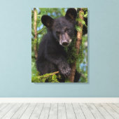 Schwarzer Bärenkub spielt in Bäumen Leinwanddruck (Insitu (Holzboden))