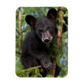Schwarzer Bärenkub spielt in Bäumen Magnet (Vertikal)