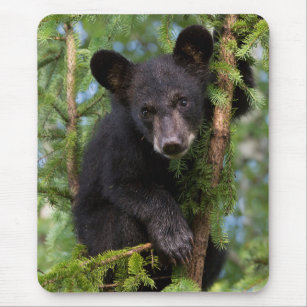 Schwarzer Bärenkub spielt in Bäumen Mousepad