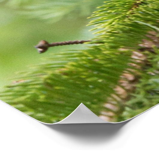 Schwarzer Bärenkub spielt in Bäumen Poster (Ecke)