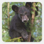 Schwarzer Bärenkub spielt in Bäumen Quadratischer Aufkleber (Vorderseite)