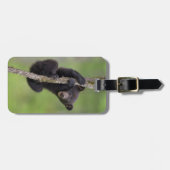 Schwarzer Bärenkuchen, Tennessee Gepäckanhänger (Vorderseite horizontal)