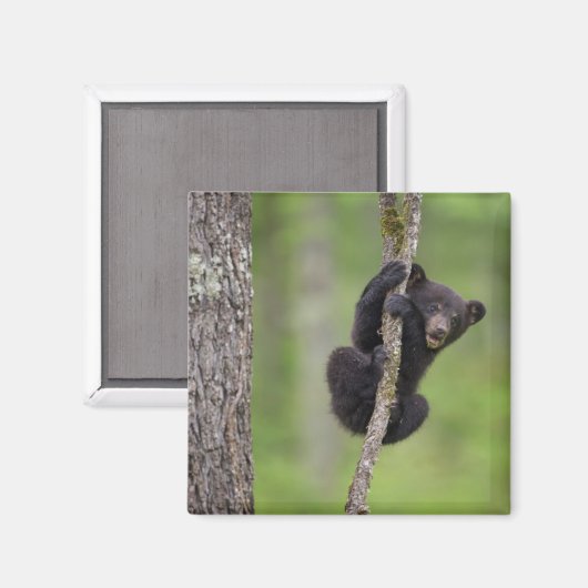 Schwarzer Bärenkuchen, Tennessee Magnet (Vorderseite/Rückseite)