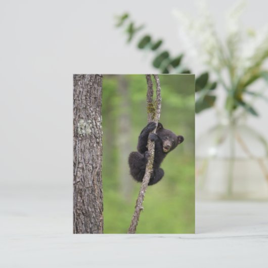 Schwarzer Bärenkuchen, Tennessee Postkarte (Stehend Vorderseite)