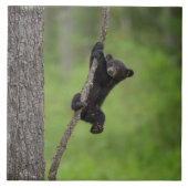 Schwarzer Bärenkuppel spielt auf Baumlippe Fliese (Vorderseite)