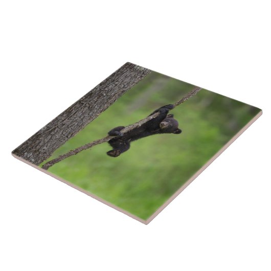 Schwarzer Bärenkuppel spielt auf Baumlippe Fliese (Seite)