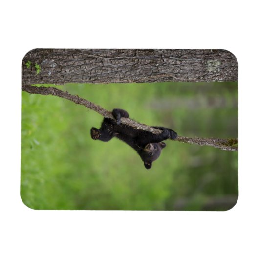 Schwarzer Bärenkuppel spielt auf Baumlippe Magnet (Horizontal)