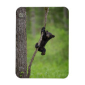Schwarzer Bärenkuppel spielt auf Baumlippe Magnet (Vertikal)