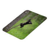 Schwarzer Bärenkuppel spielt auf Baumlippe Magnet (Linke Seite)