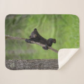 Schwarzer Bärenkuppel spielt auf Baumlippe Sherpadecke (Vorderseite (Horizontal))