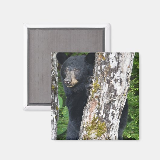 Schwarzer Bärenmagnet Magnet (Vorderseite/Rückseite)