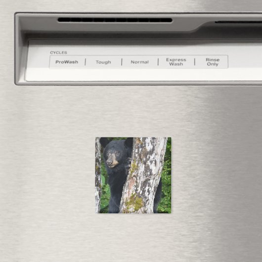 Schwarzer Bärenmagnet Magnet (In Situ (Geschirrspüler))