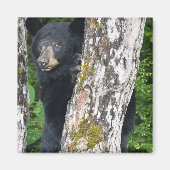 Schwarzer Bärenmagnet Magnet (Vorne)