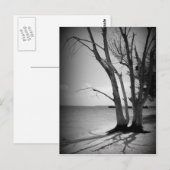 Schwarzer Baum am Meer Postkarte (Vorne/Hinten)