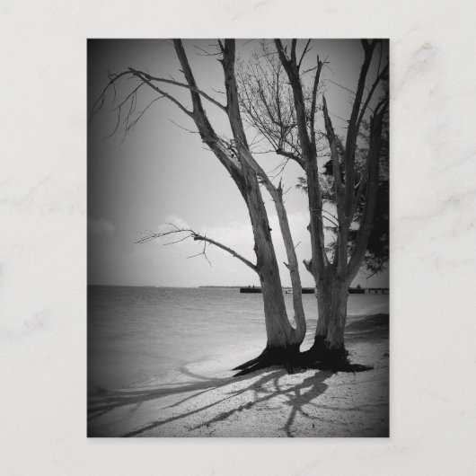 Schwarzer Baum am Meer Postkarte (Vorderseite)