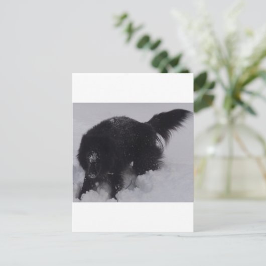 Schwarzer belgischer Hirte im Schnee Postkarte (Stehend Vorderseite)