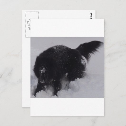 Schwarzer belgischer Hirte im Schnee Postkarte (Vorne/Hinten)