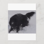 Schwarzer belgischer Hirte im Schnee Postkarte (Vorderseite)