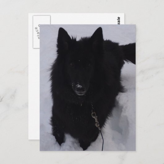 Schwarzer belgischer Hirte im Schnee Postkarte (Vorne/Hinten)