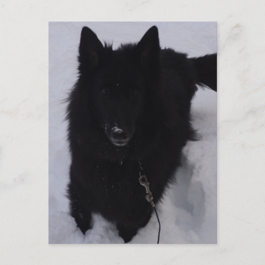 Schwarzer belgischer Hirte im Schnee Postkarte (Vorderseite)