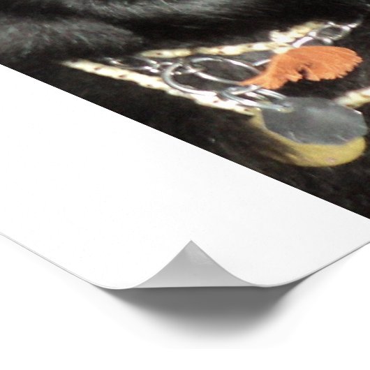 Schwarzer Belgischer Schäferhund Poster (Ecke)