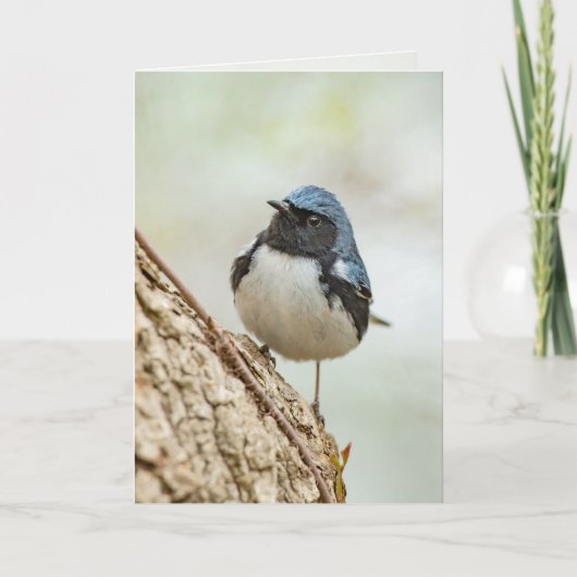Schwarzer Blauer Warbler Karte (Vorderseite)