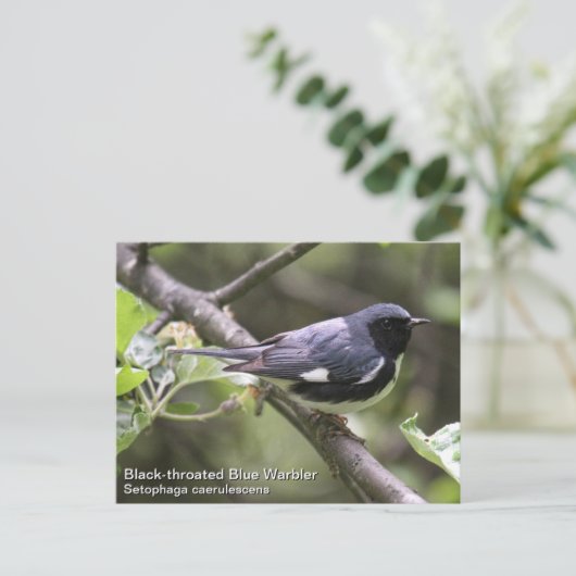 Schwarzer Blauer Warbler Postkarte (Stehend Vorderseite)
