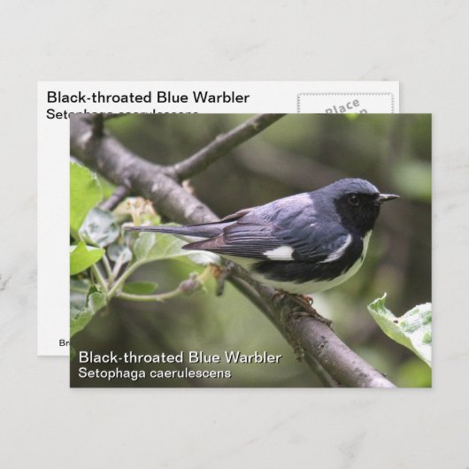 Schwarzer Blauer Warbler Postkarte (Vorne/Hinten)