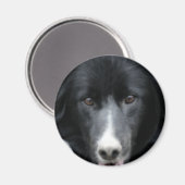 Schwarzer Border-Collie-Gesichts-Hundemagnet Magnet (Vorderseite/Rückseite)