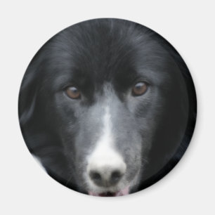 Schwarzer Border-Collie-Gesichts-Hundemagnet Magnet
